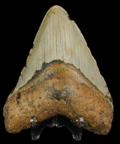 Bargain, Megalodon Tooth - North Carolina #67271